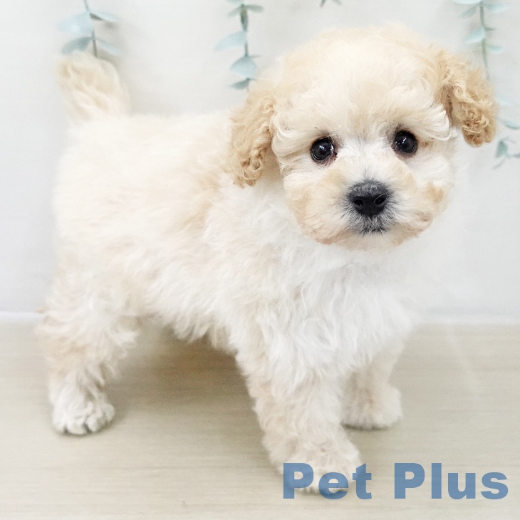 福島県のトイプードル(トイ) (ペットプラス 福島店/2025年10月25日生まれ/男の子/クリーム)の子犬の2枚目の画像