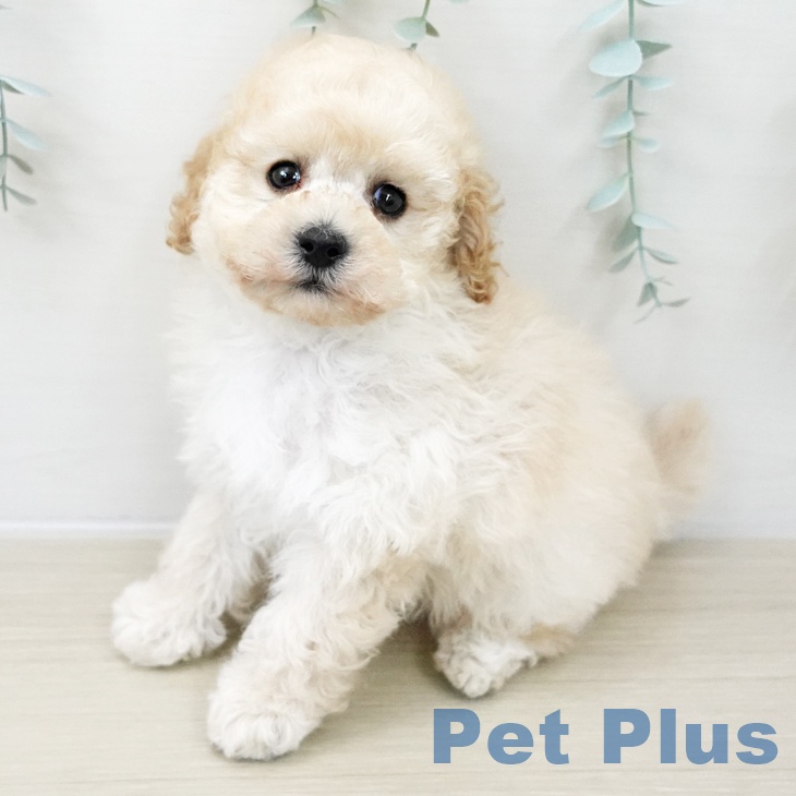 埼玉県のトイプードル(トイ) (ペッツワン 吉川美南店/2025年10月25日生まれ/男の子/クリーム)の子犬の1枚目の画像