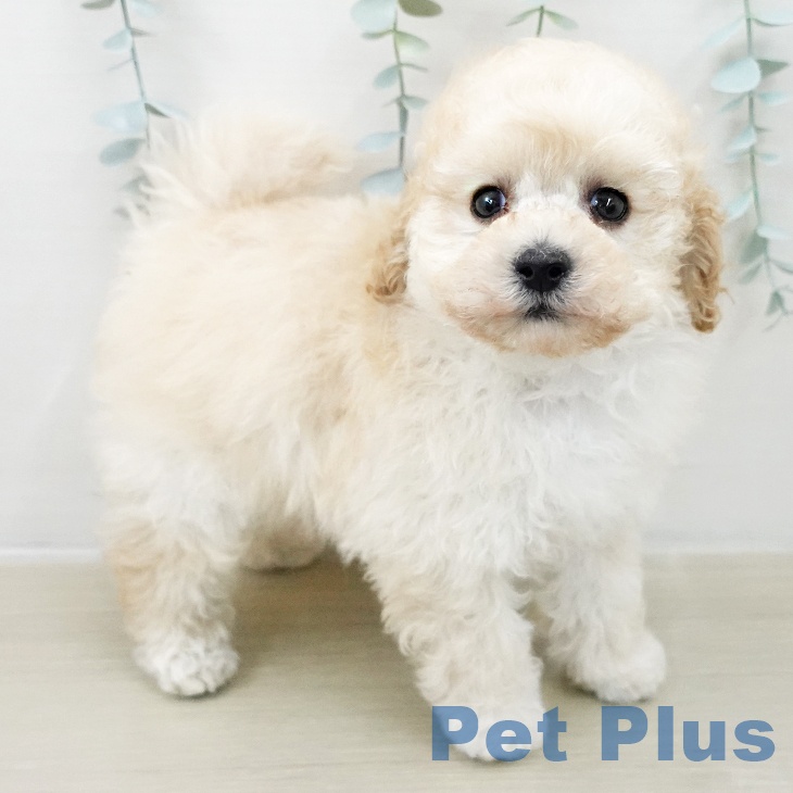 埼玉県のトイプードル(トイ) (ペッツワン 吉川美南店/2025年10月25日生まれ/男の子/クリーム)の子犬の2枚目の画像