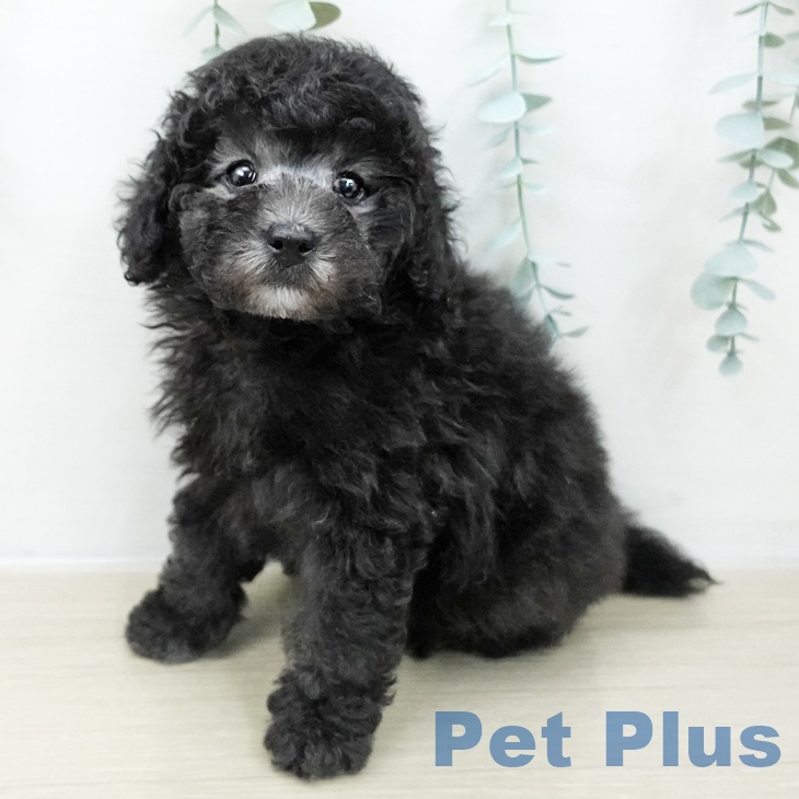 トイ・プードル