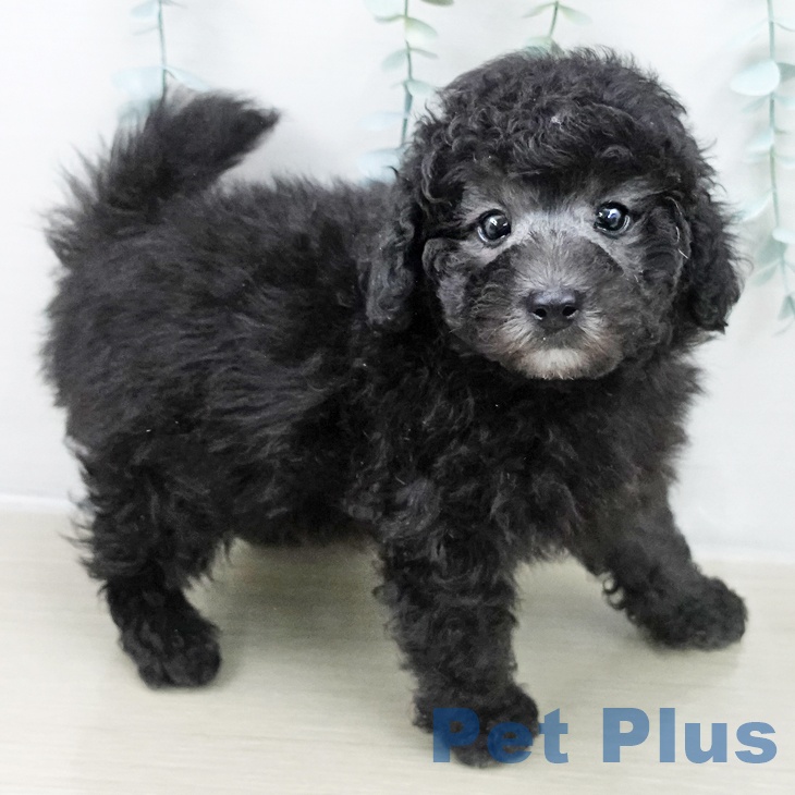 トイ・プードルの写真2