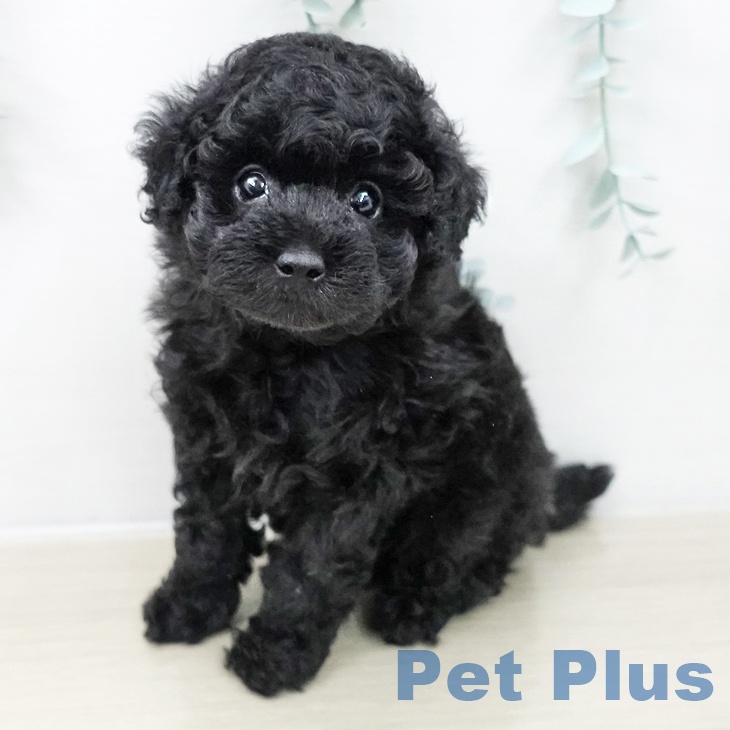 神奈川県のトイプードル(トイ) (ペットプラス テラスモール湘南店/2025年10月19日生まれ/女の子/ブラック)の子犬の1枚目の画像