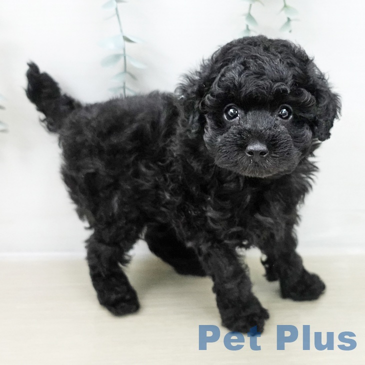 神奈川県のトイプードル(トイ) (ペットプラス テラスモール湘南店/2025年10月19日生まれ/女の子/ブラック)の子犬の2枚目の画像
