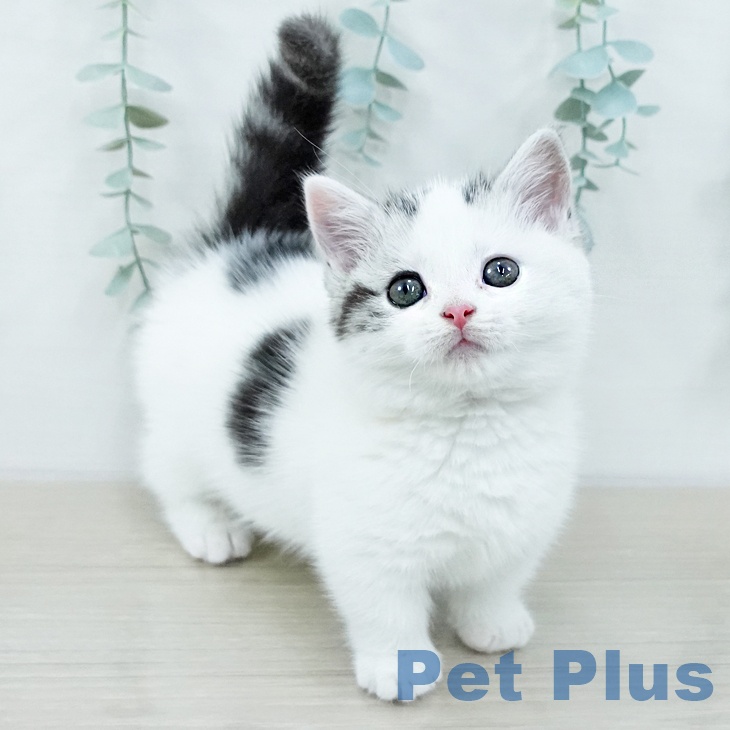 埼玉県のマンチカン (ペットプラス 浦和美園店/2025年10月26日生まれ/女の子/シルバータビーホワイト)の子猫の1枚目の画像
