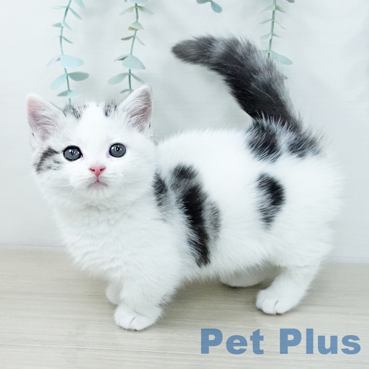 埼玉県のマンチカン (ペットプラス 浦和美園店/2025年10月26日生まれ/女の子/シルバータビーホワイト)の子猫の2枚目の画像
