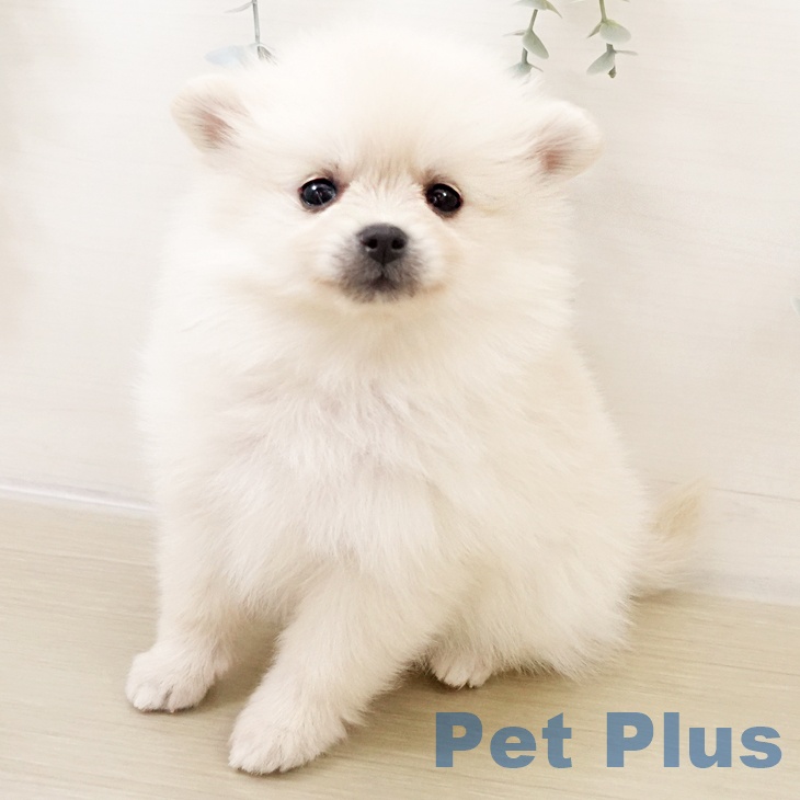 ポメラニアンの写真2