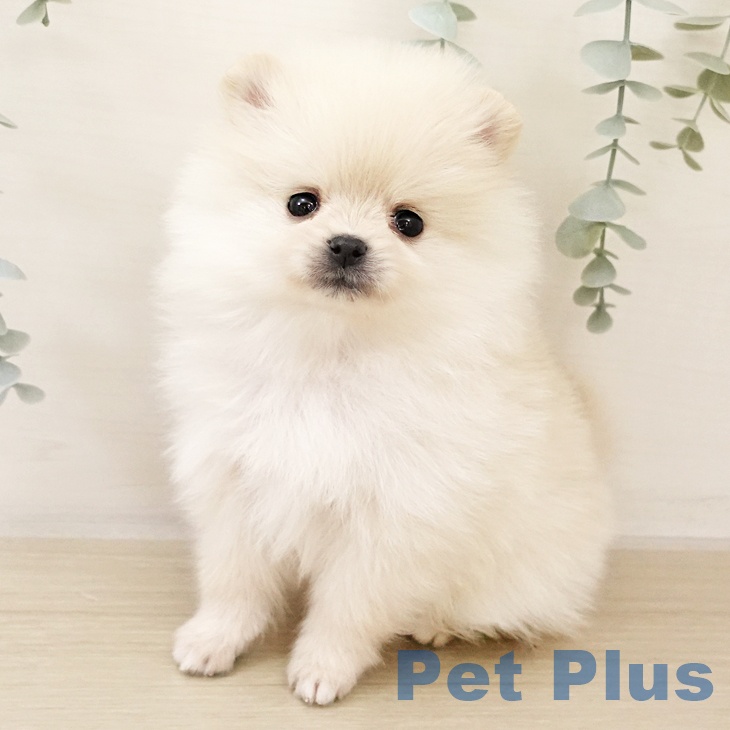 千葉県のポメラニアン (ペットプラス 幕張新都心店/2025年10月27日生まれ/女の子/クリーム)の子犬