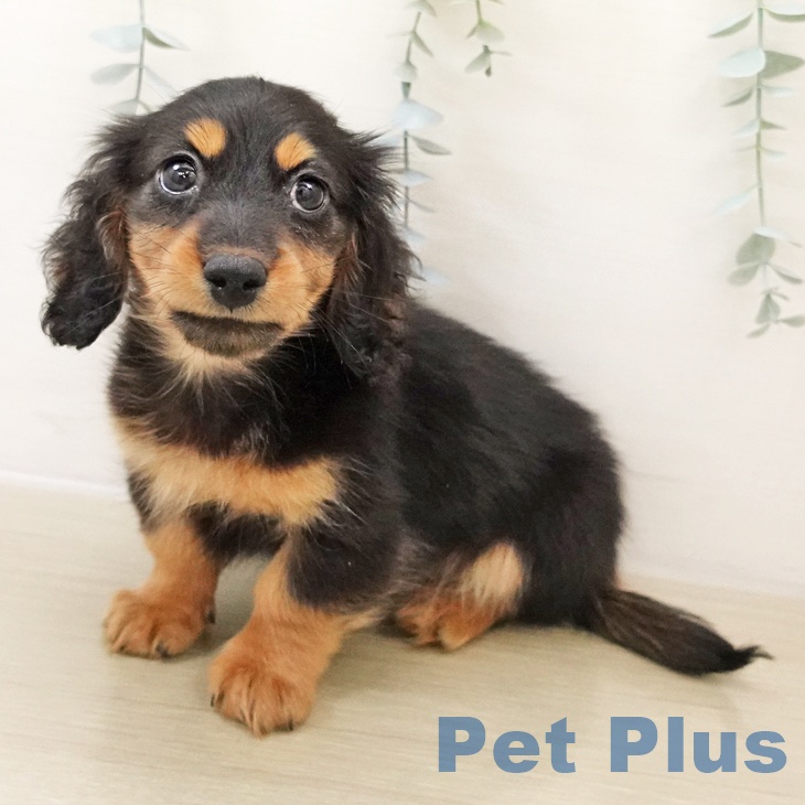 神奈川県のミニチュアダックスフンド(ロング) (ペットプラス ゆめが丘ソラトス店/2025年10月18日生まれ/男の子/ブラックタン)の子犬の1枚目の画像