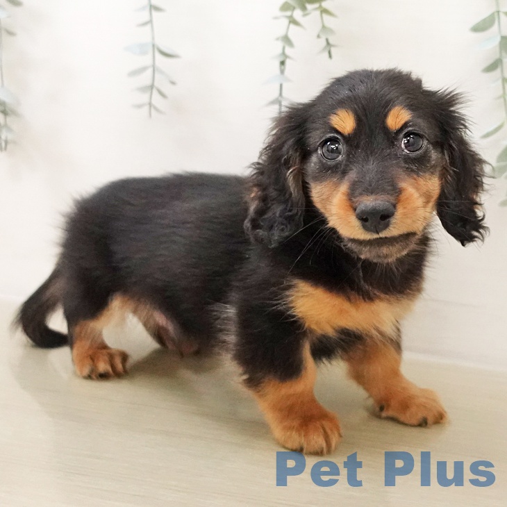 神奈川県のミニチュアダックスフンド(ロング) (ペットプラス ゆめが丘ソラトス店/2025年10月18日生まれ/男の子/ブラックタン)の子犬の2枚目の画像