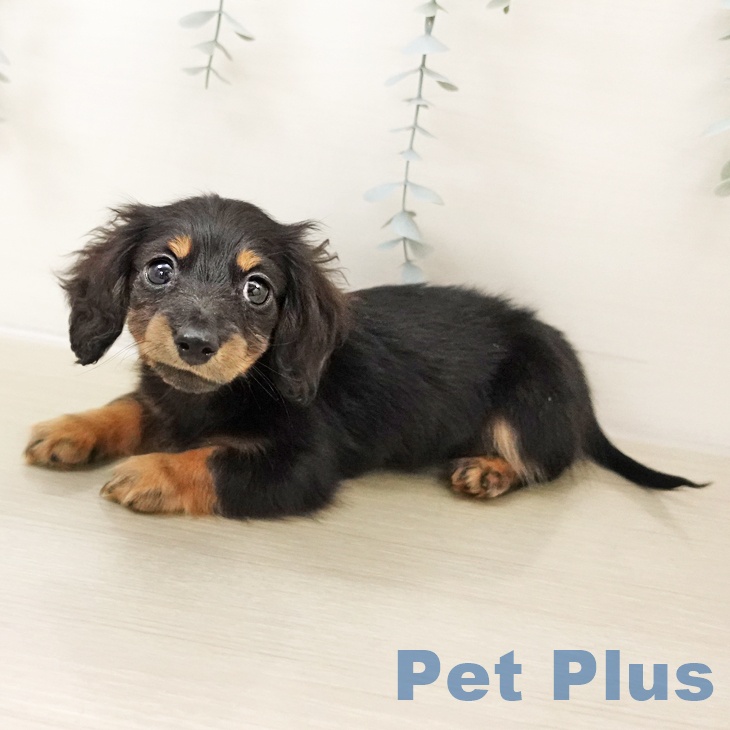 ミニチュア・ダックスフンドの写真2