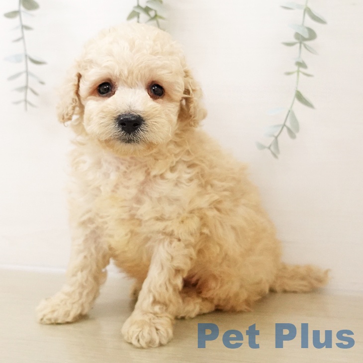 千葉県のトイプードル(トイ) (ペットプラス 船橋店/2025年10月27日生まれ/男の子/アプリコット)の子犬の1枚目の画像
