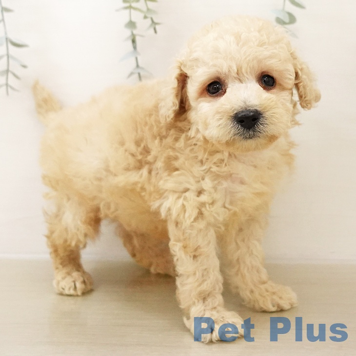 千葉県のトイプードル(トイ) (ペットプラス 船橋店/2025年10月27日生まれ/男の子/アプリコット)の子犬の2枚目の画像