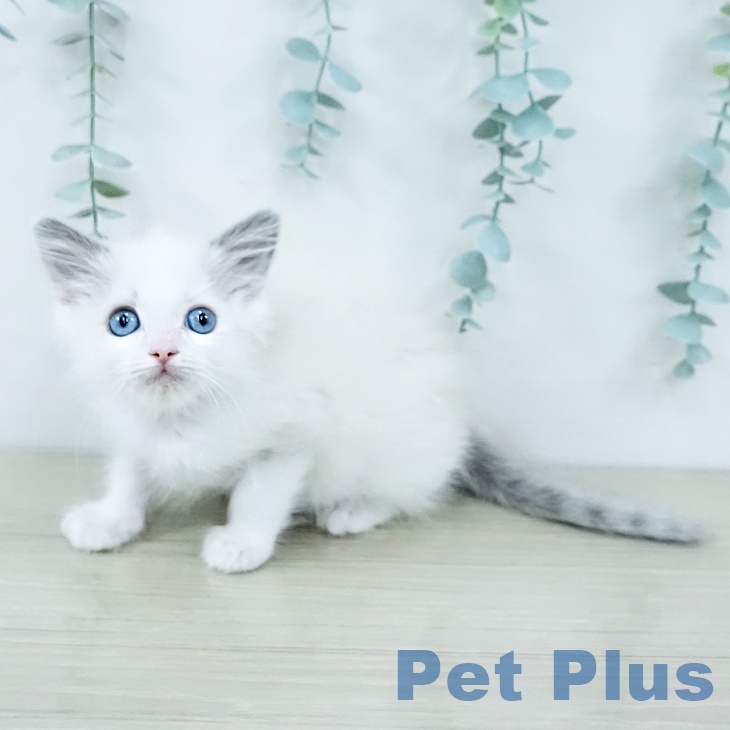 千葉県のラグドール (ペットプラス 八千代緑が丘店/2025年10月24日生まれ/男の子/ブルーポイントバイカラー)の子猫の2枚目の画像