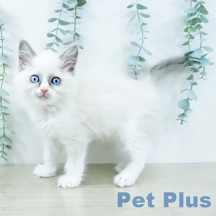 茨城県のラグドール (ペッツワン つくば店/2025年10月24日生まれ/男の子/ブルーポイントバイカラー)の子猫の1枚目の画像