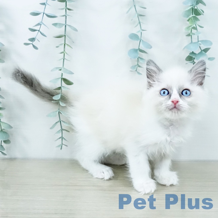 茨城県のラグドール (ペッツワン つくば店/2025年10月24日生まれ/男の子/ブルーポイントバイカラー)の子猫の2枚目の画像