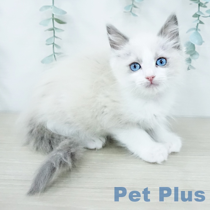 東京都のラグドール (ペットプラス 立川高島屋S.C.店/2025年10月24日生まれ/男の子/ブルーポイントバイカラー)の子猫の1枚目の画像