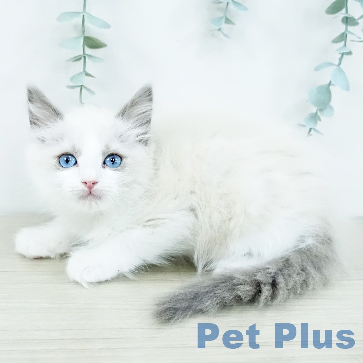東京都のラグドール (ペットプラス 立川高島屋S.C.店/2025年10月24日生まれ/男の子/ブルーポイントバイカラー)の子猫の2枚目の画像