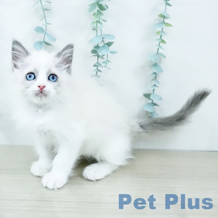 千葉県のラグドール (ペットプラス 柏店/2025年10月24日生まれ/女の子/ブルーポイントバイカラー)の子猫の1枚目の画像