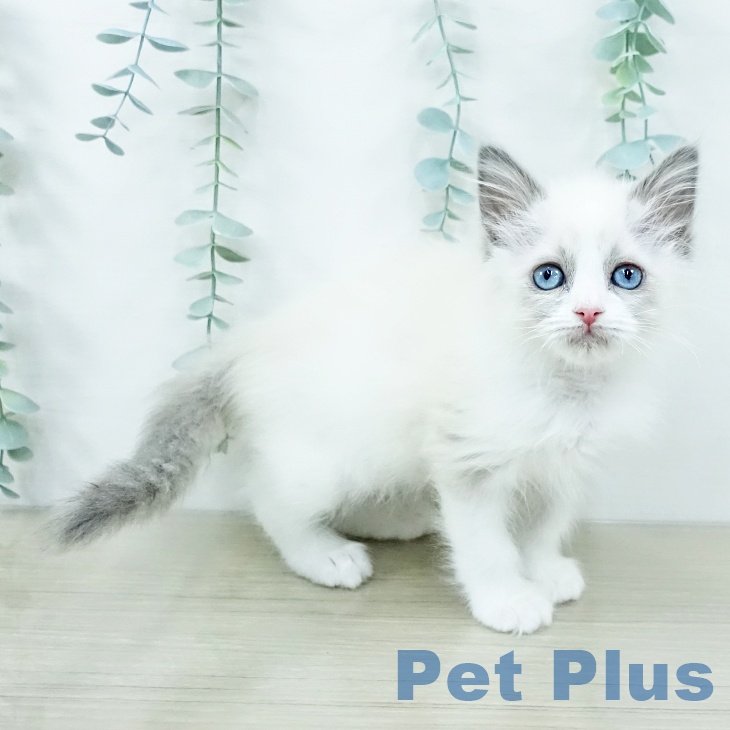 千葉県のラグドール (ペットプラス 柏店/2025年10月24日生まれ/女の子/ブルーポイントバイカラー)の子猫の2枚目の画像