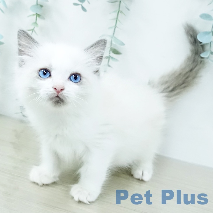 千葉県のラグドール (ペッツワン 千葉ニュータウン店/2025年10月25日生まれ/女の子/ブルーポイントバイカラー)の子猫の1枚目の画像