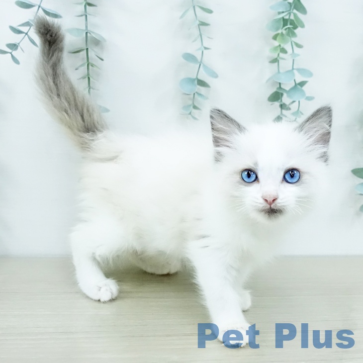 千葉県のラグドール (ペッツワン 千葉ニュータウン店/2025年10月25日生まれ/女の子/ブルーポイントバイカラー)の子猫の2枚目の画像