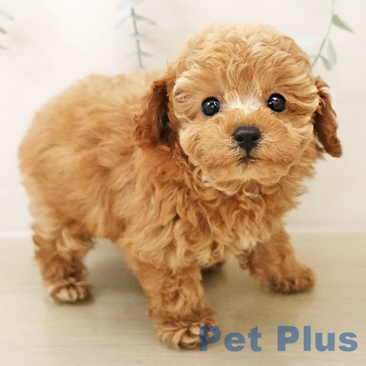 埼玉県のトイプードル(トイ) (ペットプラス 浦和美園店/2025年10月27日生まれ/女の子/アプリコット)の子犬の1枚目の画像