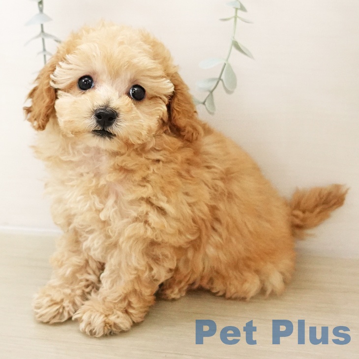 東京都のトイプードル(トイ) (ペットプラス むさし村山店/2025年10月27日生まれ/女の子/アプリコット)の子犬の1枚目の画像