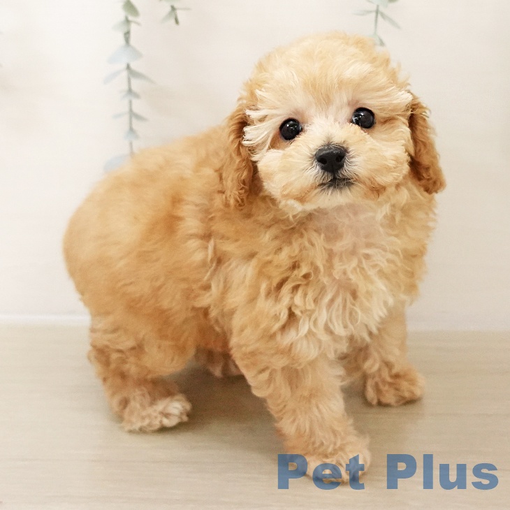 東京都のトイプードル(トイ) (ペットプラス むさし村山店/2025年10月27日生まれ/女の子/アプリコット)の子犬の2枚目の画像