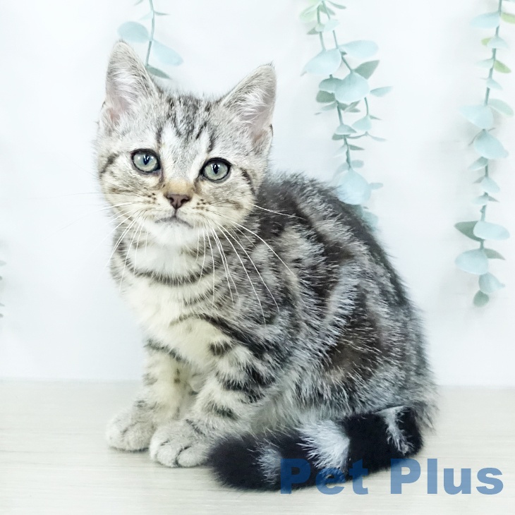 埼玉県のアメリカンショートヘアー (ペットプラス 川口店/2025年10月7日生まれ/男の子/シルバータビー)の子猫の1枚目の画像