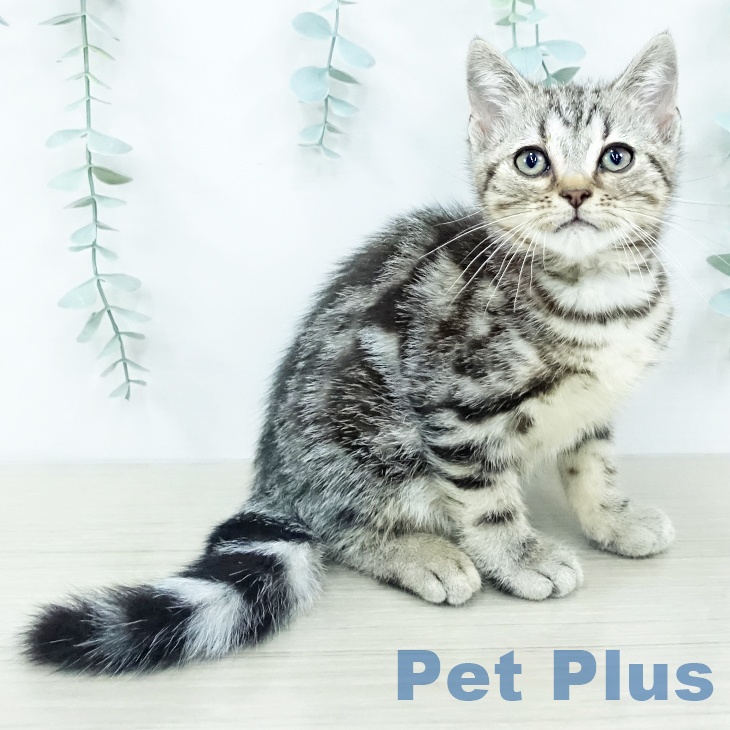 埼玉県のアメリカンショートヘアー (ペットプラス 川口店/2025年10月7日生まれ/男の子/シルバータビー)の子猫の2枚目の画像