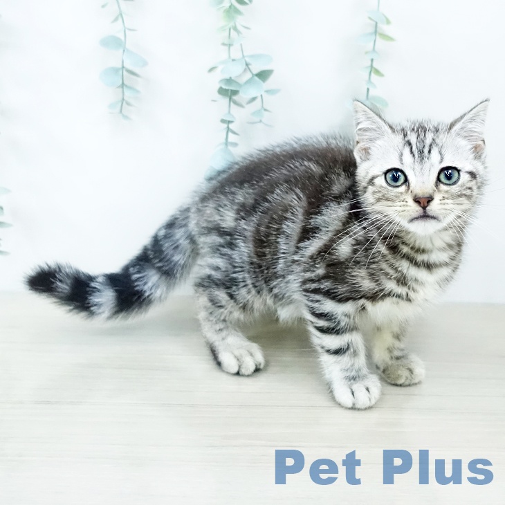 埼玉県のアメリカンショートヘアー (ペットプラス コクーンシティ店/2025年10月7日生まれ/男の子/シルバータビー)の子猫の1枚目の画像