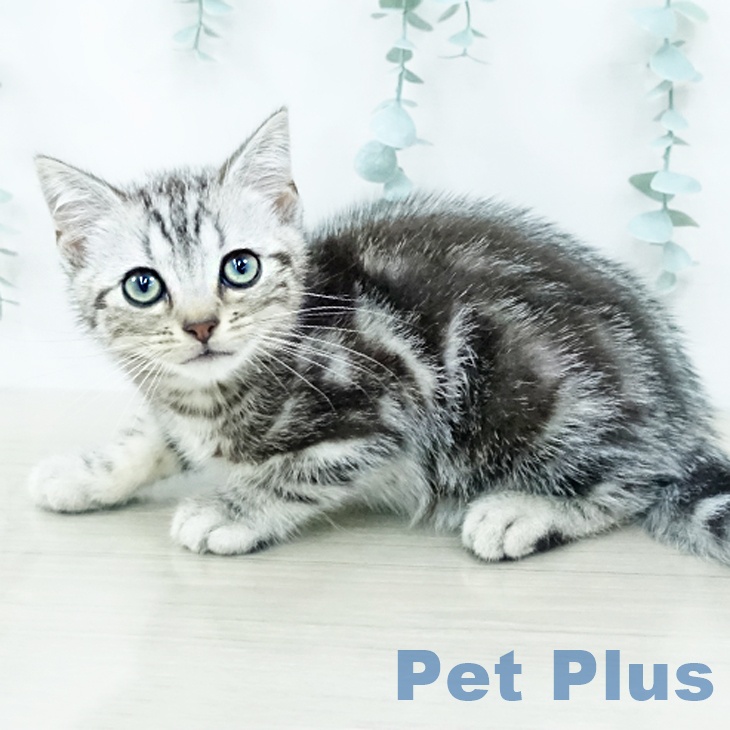 埼玉県のアメリカンショートヘアー (ペットプラス コクーンシティ店/2025年10月7日生まれ/男の子/シルバータビー)の子猫の2枚目の画像