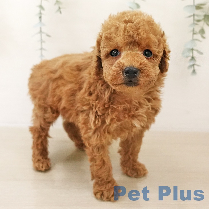 埼玉県のトイプードル(トイ) (ペットプラス 与野店/2025年10月27日生まれ/男の子/アプリコット)の子犬の1枚目の画像