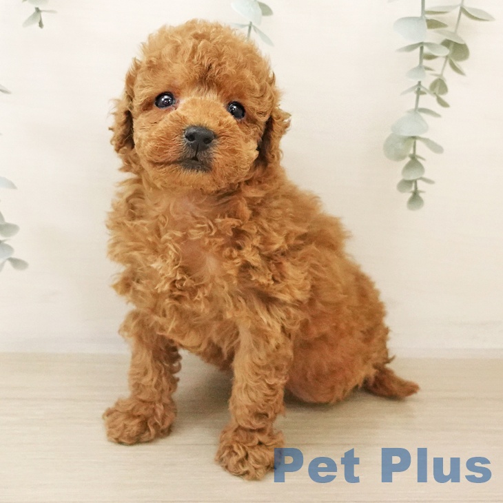 埼玉県のトイプードル(トイ) (ペットプラス 与野店/2025年10月27日生まれ/男の子/アプリコット)の子犬の2枚目の画像
