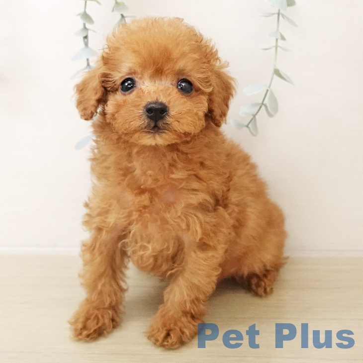 埼玉県のトイプードル(トイ) (ペットプラス 与野店/2025年10月27日生まれ/男の子/アプリコット)の子犬の1枚目の画像