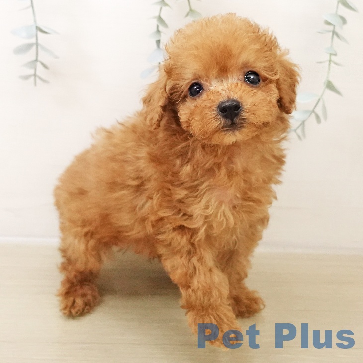 埼玉県のトイプードル(トイ) (ペットプラス 与野店/2025年10月27日生まれ/男の子/アプリコット)の子犬の2枚目の画像