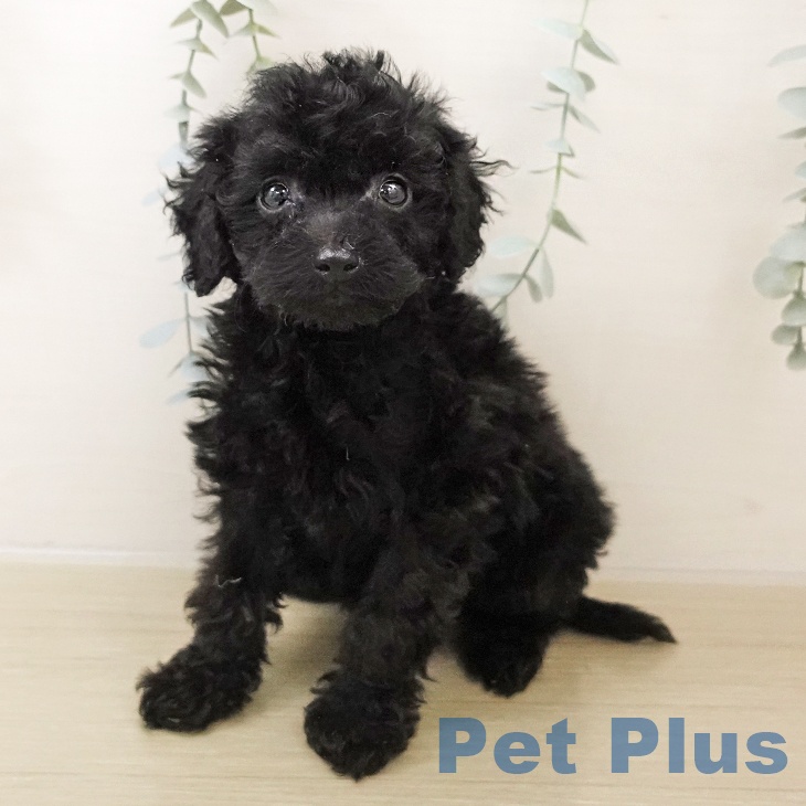 埼玉県のトイプードル(トイ) (ペットプラス 羽生店/2025年10月27日生まれ/男の子/ブラック)の子犬の1枚目の画像