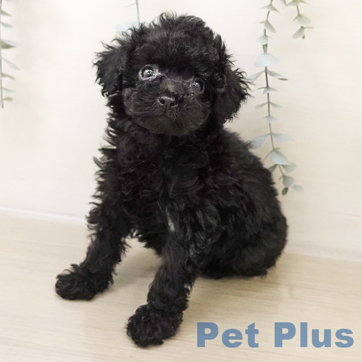 千葉県のトイプードル(トイ) (ペットプラス 船橋店/2025年10月27日生まれ/男の子/ブラック)の子犬の1枚目の画像