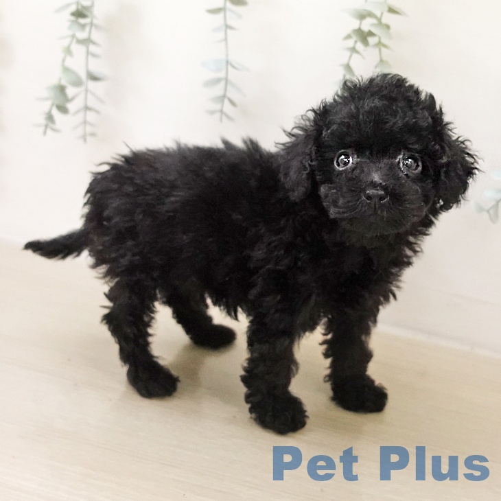 千葉県のトイプードル(トイ) (ペットプラス 船橋店/2025年10月27日生まれ/男の子/ブラック)の子犬の2枚目の画像