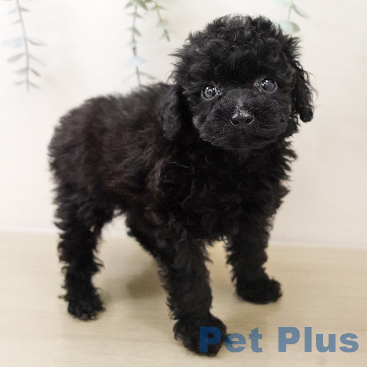千葉県のトイプードル(トイ) (ペットプラス 船橋店/2025年10月27日生まれ/女の子/ブラック)の子犬の1枚目の画像