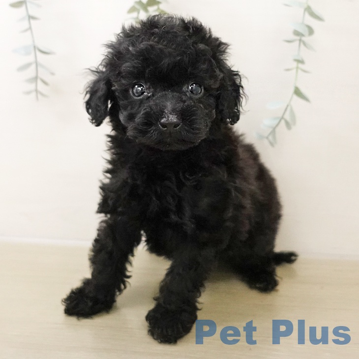 千葉県のトイプードル(トイ) (ペットプラス 船橋店/2025年10月27日生まれ/女の子/ブラック)の子犬の2枚目の画像