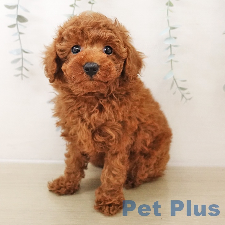 群馬県のトイプードル(トイ) (ペットプラス イオンモール太田店/2025年10月27日生まれ/女の子/レッド)の子犬の1枚目の画像