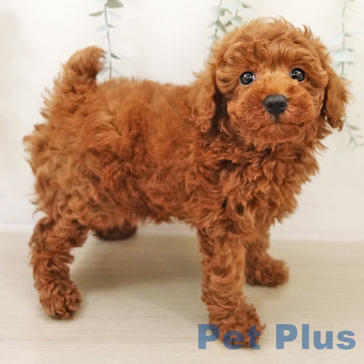 群馬県のトイプードル(トイ) (ペットプラス イオンモール太田店/2025年10月27日生まれ/女の子/レッド)の子犬の2枚目の画像