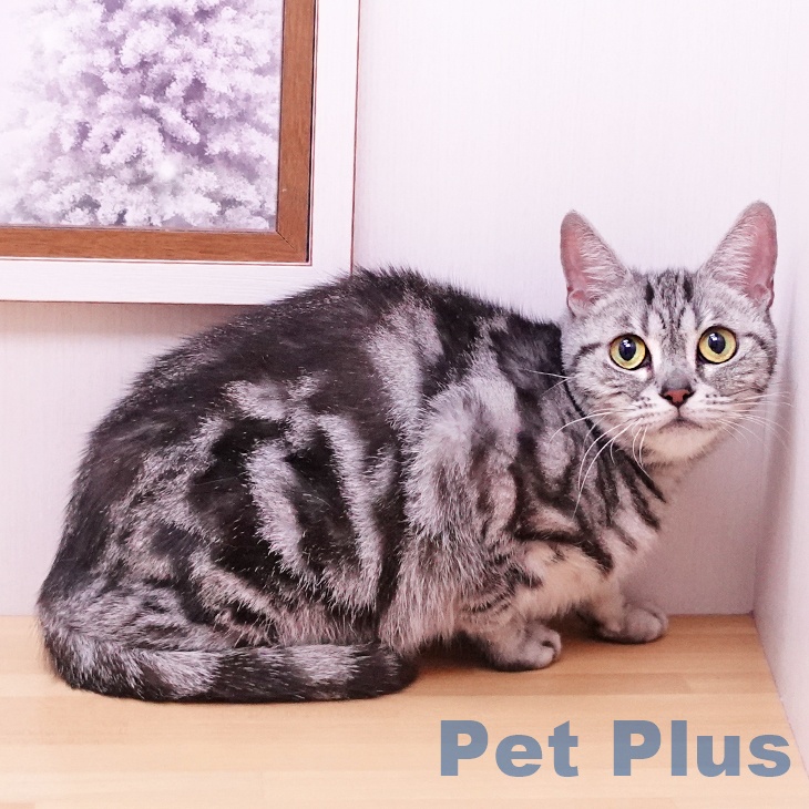 アメリカンショートヘアの写真2