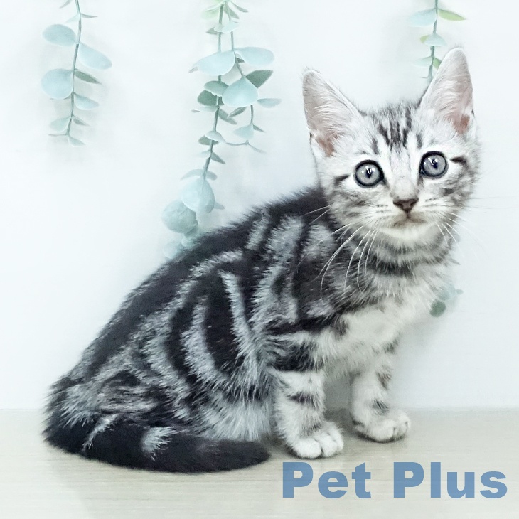 千葉県のアメリカンショートヘアー (ペットプラス 船橋店/2025年10月12日生まれ/男の子/シルバータビー)の子猫の1枚目の画像