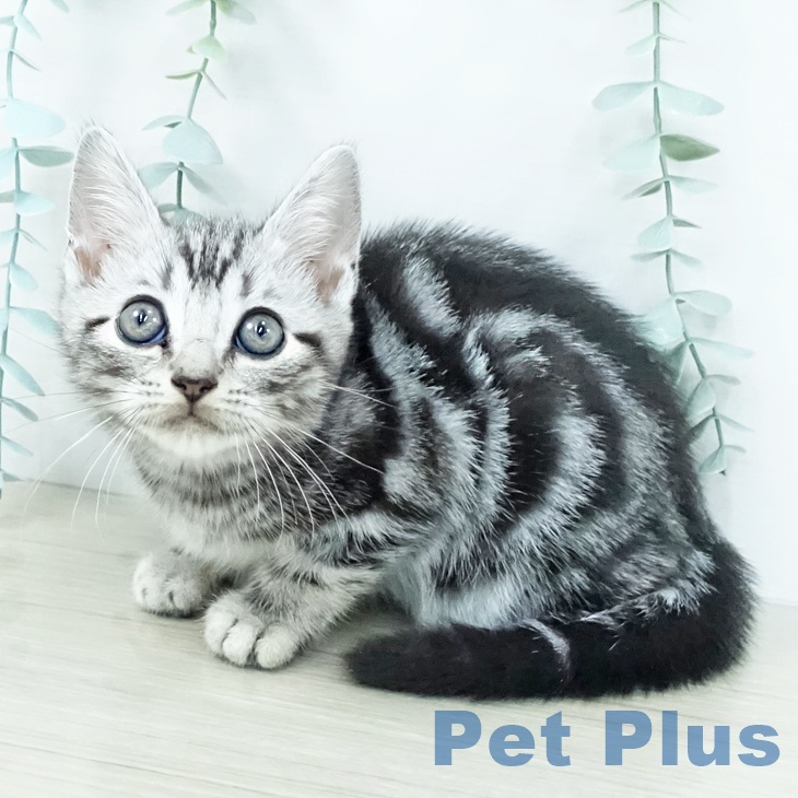 千葉県のアメリカンショートヘアー (ペットプラス 船橋店/2025年10月12日生まれ/男の子/シルバータビー)の子猫の2枚目の画像