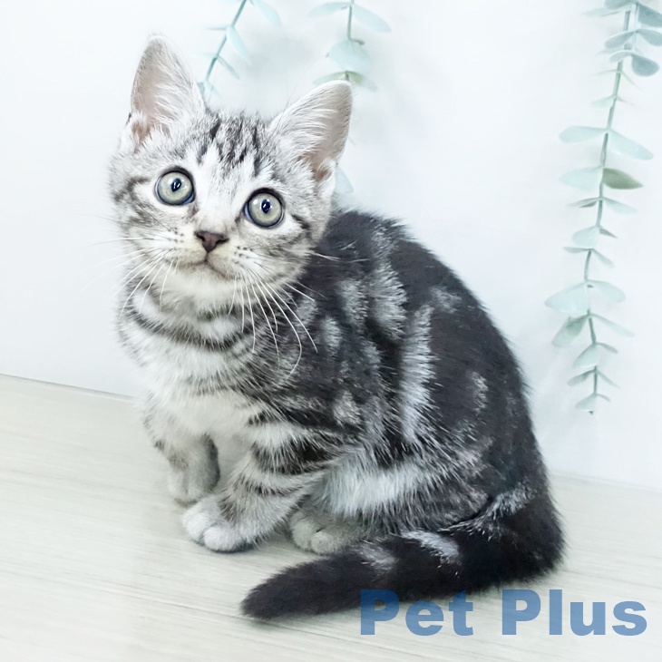 千葉県のアメリカンショートヘアー (ペッツワン 千葉ニュータウン店/2025年10月12日生まれ/女の子/シルバータビー)の子猫の1枚目の画像