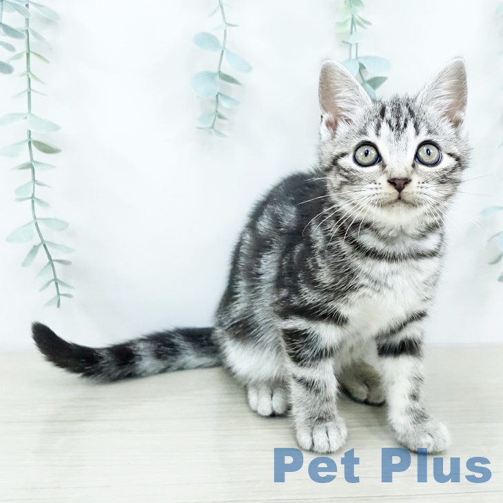 千葉県のアメリカンショートヘアー (ペッツワン 千葉ニュータウン店/2025年10月12日生まれ/女の子/シルバータビー)の子猫の2枚目の画像