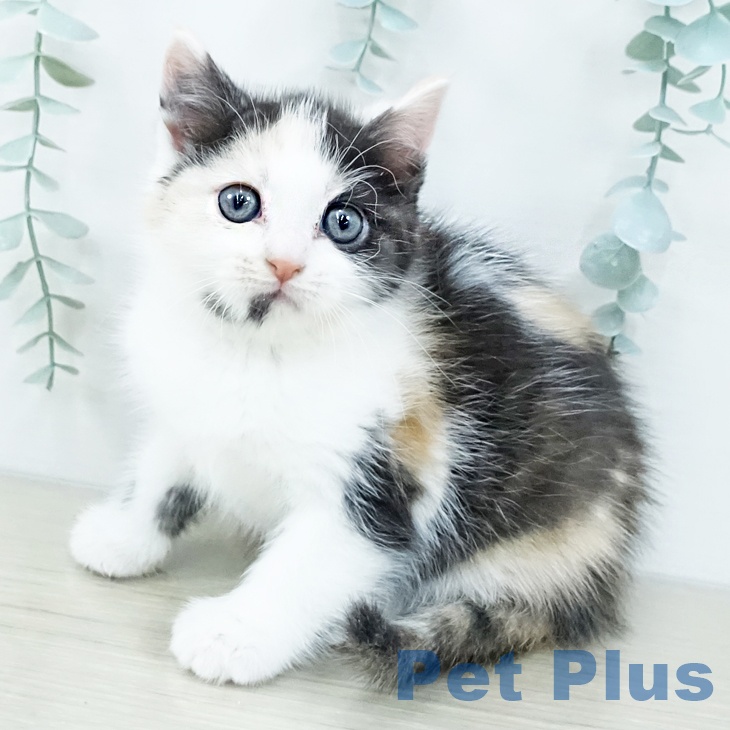 神奈川県のアメリカンカール (ペットプラス 海老名店/2025年10月27日生まれ/女の子/キャリコ)の子猫の1枚目の画像