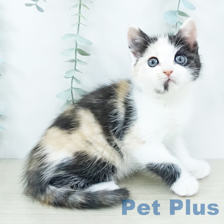 神奈川県のアメリカンカール (ペットプラス 海老名店/2025年10月27日生まれ/女の子/キャリコ)の子猫の2枚目の画像